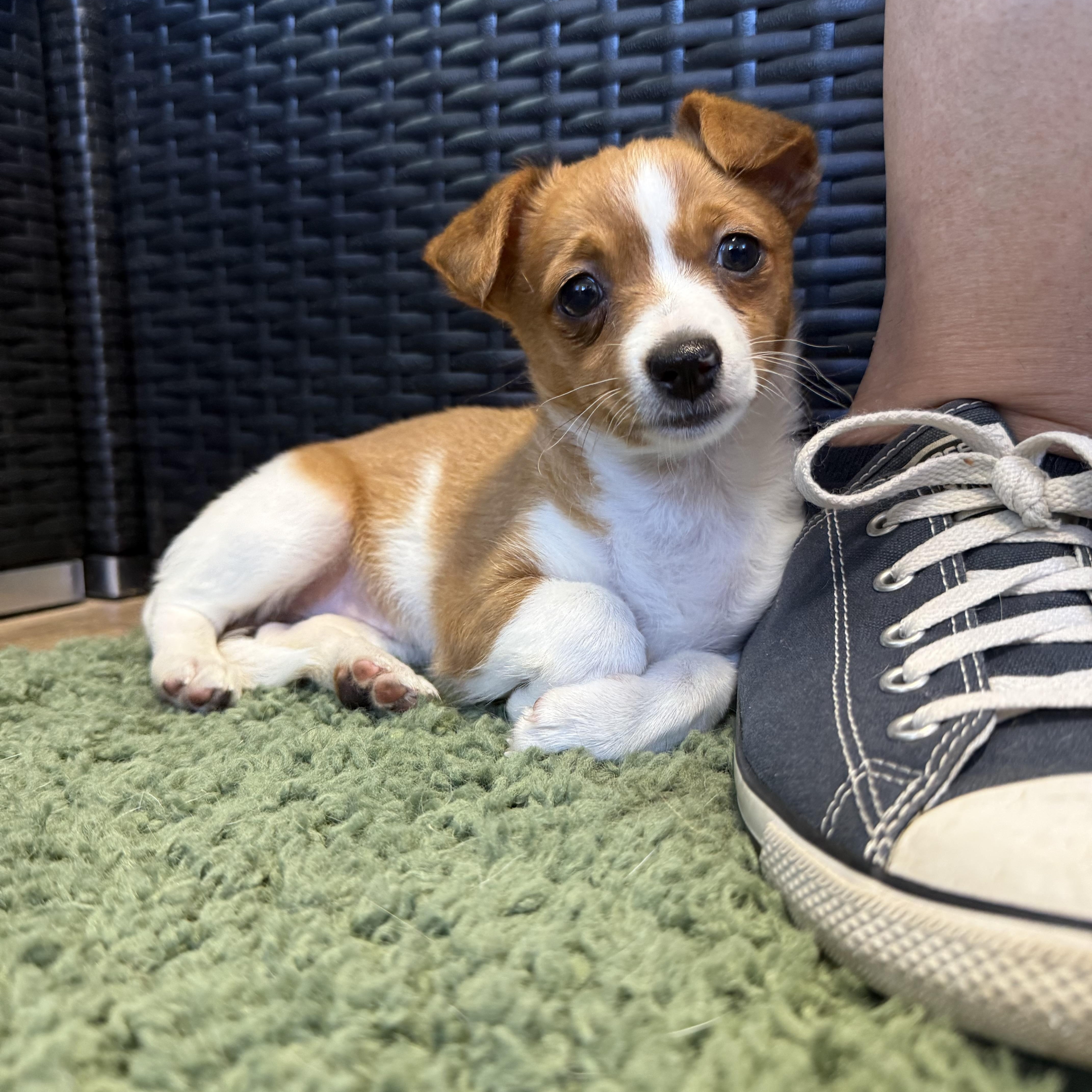 Bee, adopted, Young Female Parson Russell Terrier & Chihuahua.