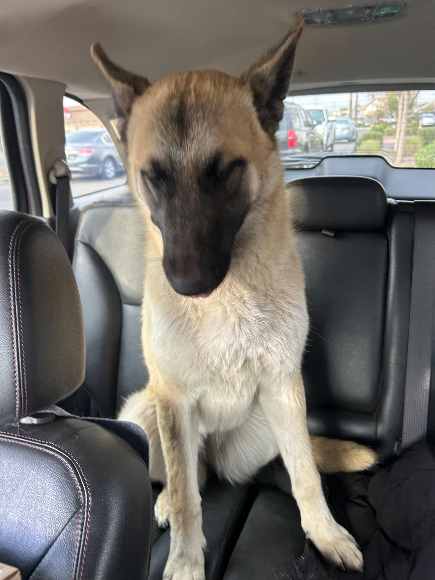 Loki, Adoptable, Young Female German Shepherd Dog.