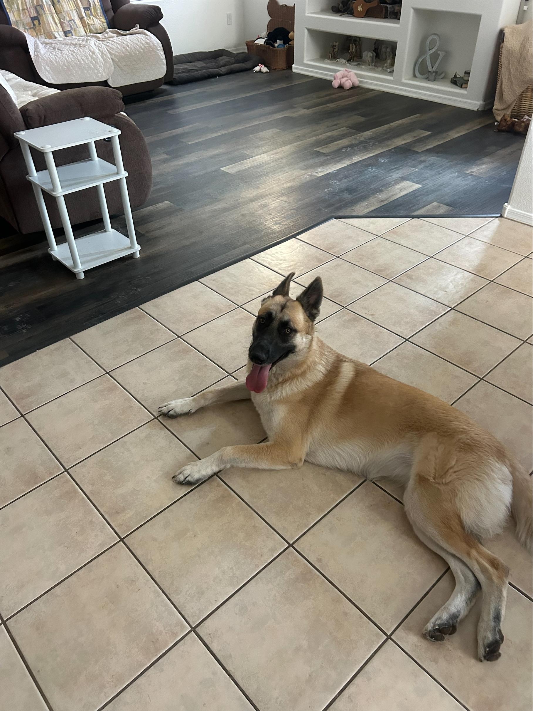 Enlarge Loki, a Adoptable German Shepherd Dog in Vancouver, WA image 2/6