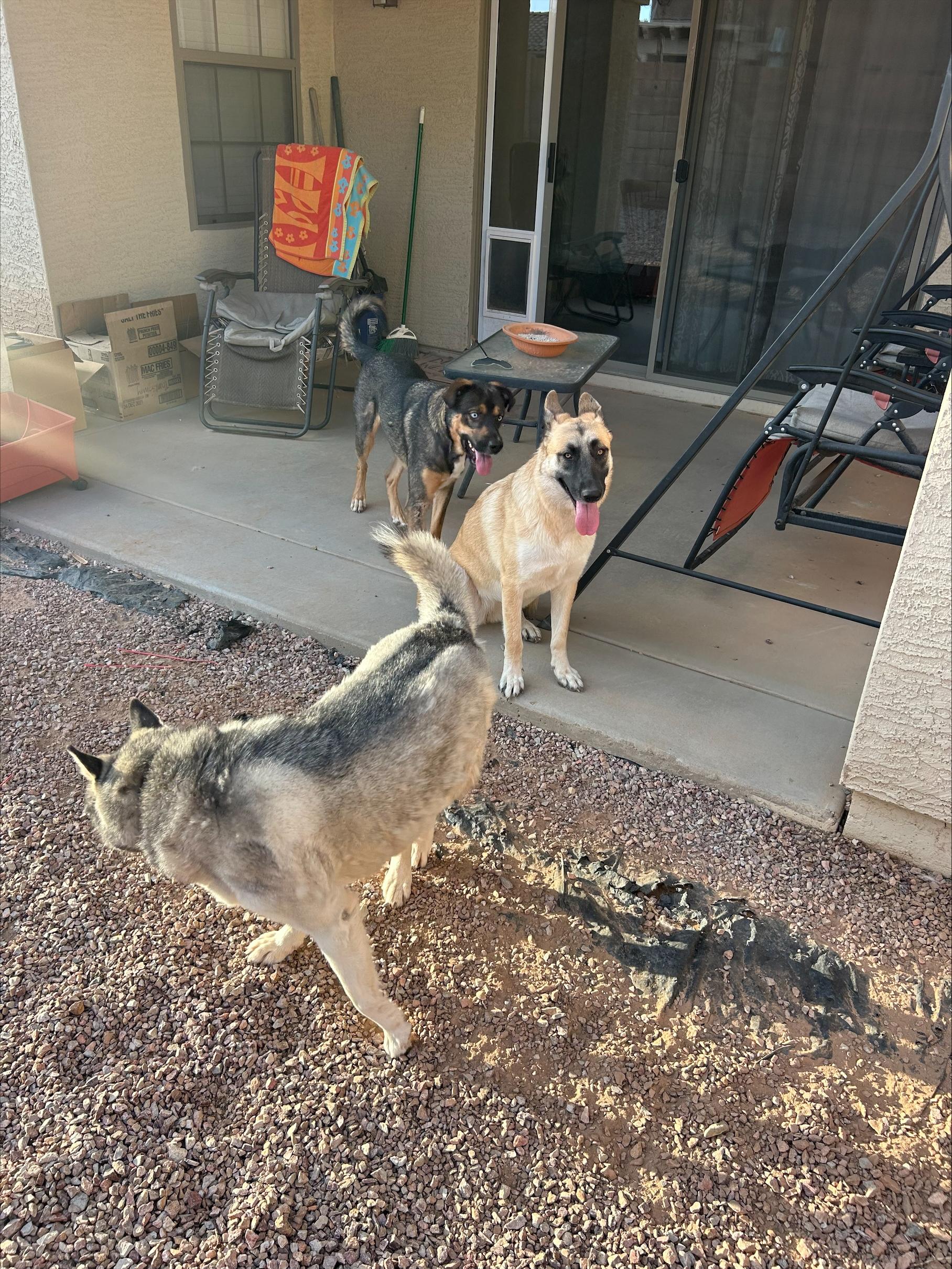 Enlarge Loki, a Adoptable German Shepherd Dog in Vancouver, WA image 4/6