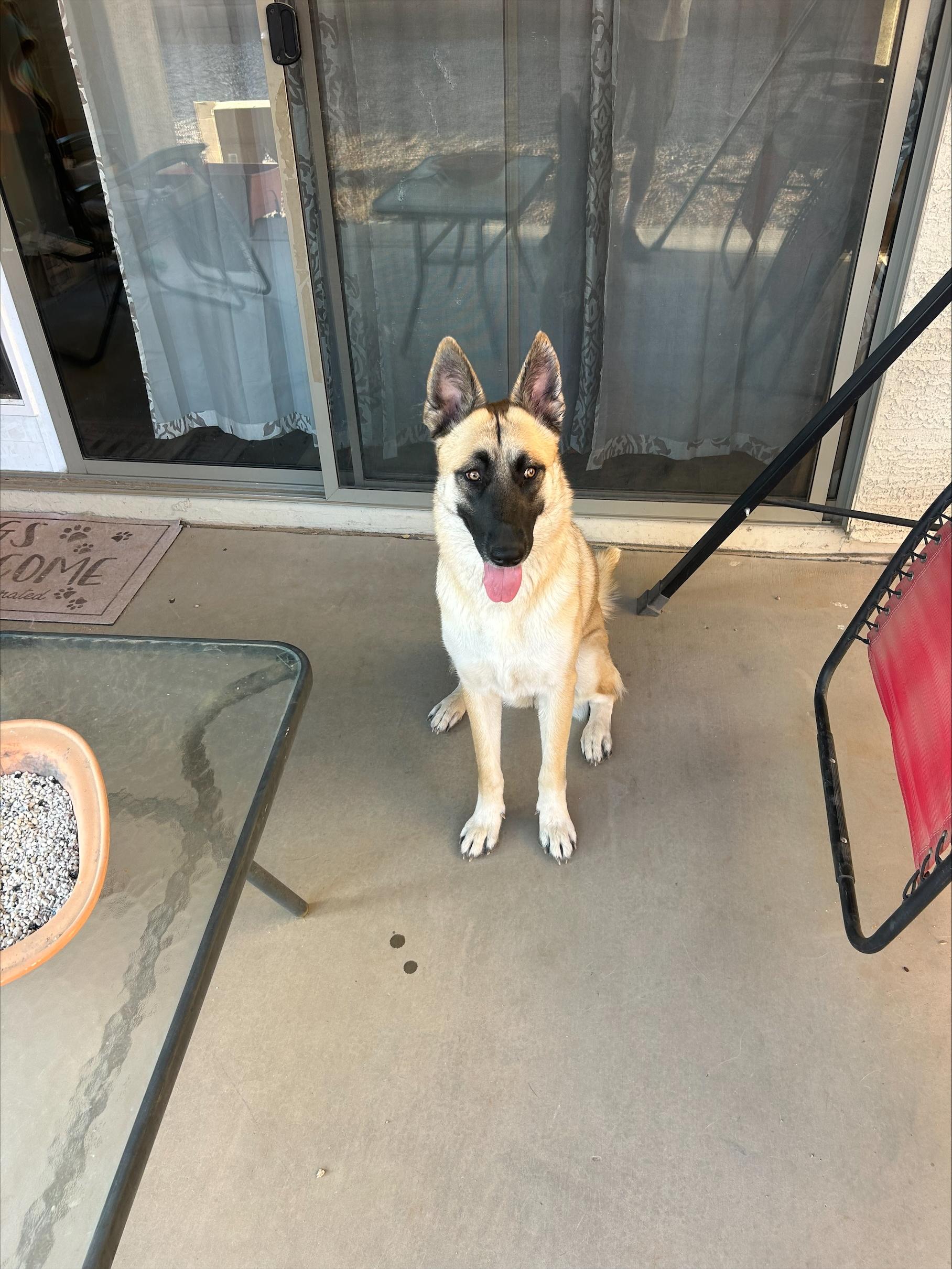 Enlarge Loki, a Adoptable German Shepherd Dog in Vancouver, WA image 5/6