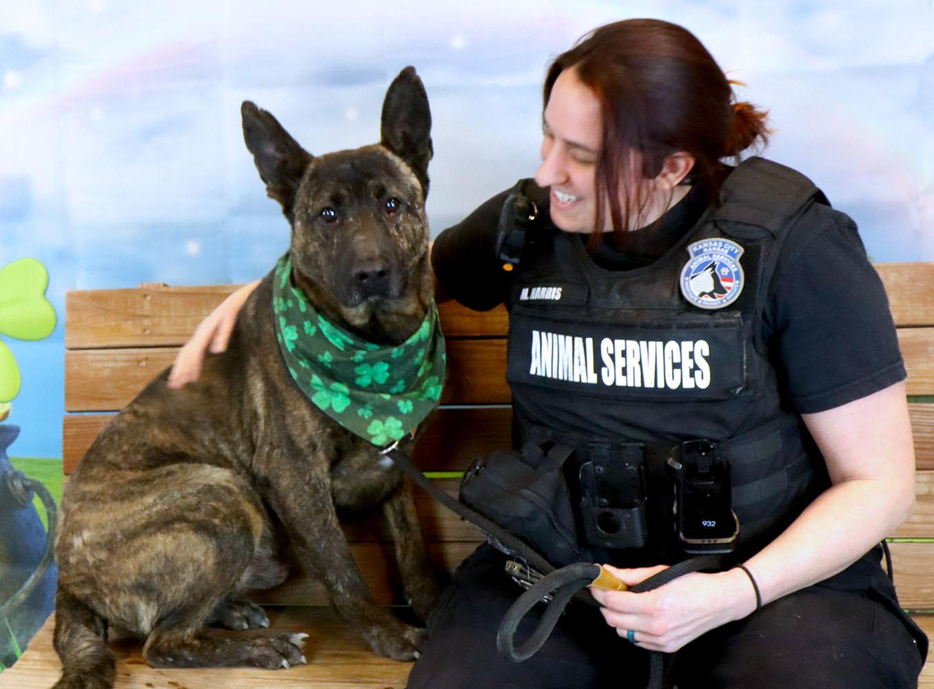 Enlarge Sully (AO34186), a Adoptable mixed breed in Kansas City, KS image 4/6