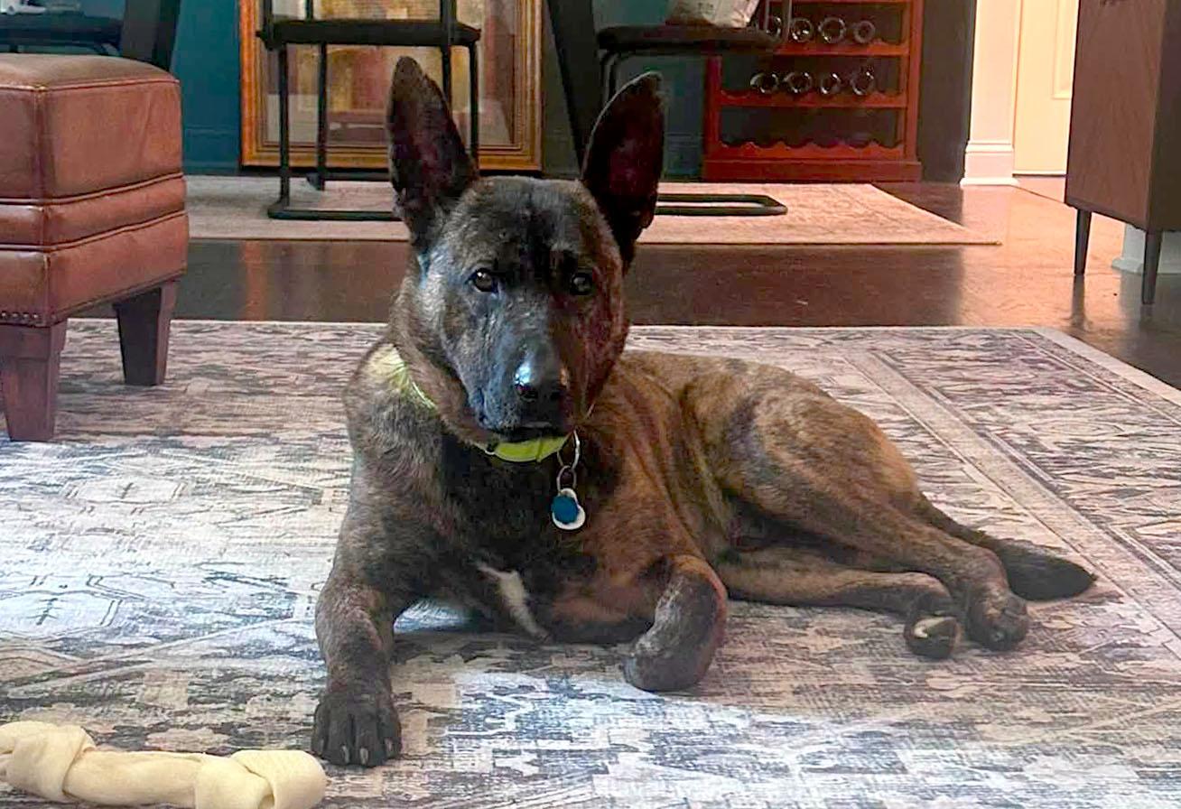 Sully (AO34186), a Adoptable mixed breed in Kansas City, KS image 2/6