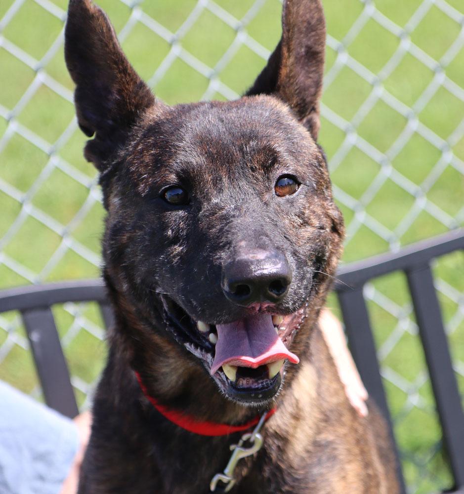 Sully (AO34186), Adoptable, Adult Male German Shepherd Dog & Mixed Breed.