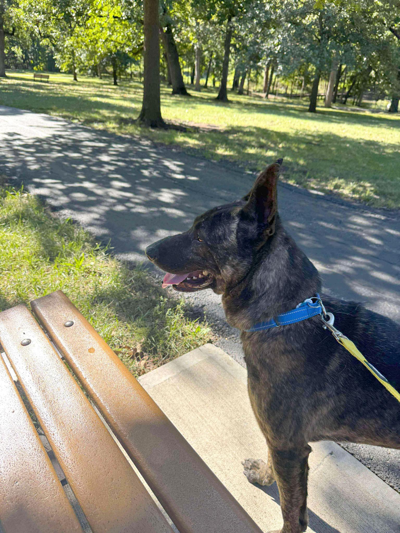 Sully (AO34186), a Adoptable mixed breed in Kansas City, KS image 2/6