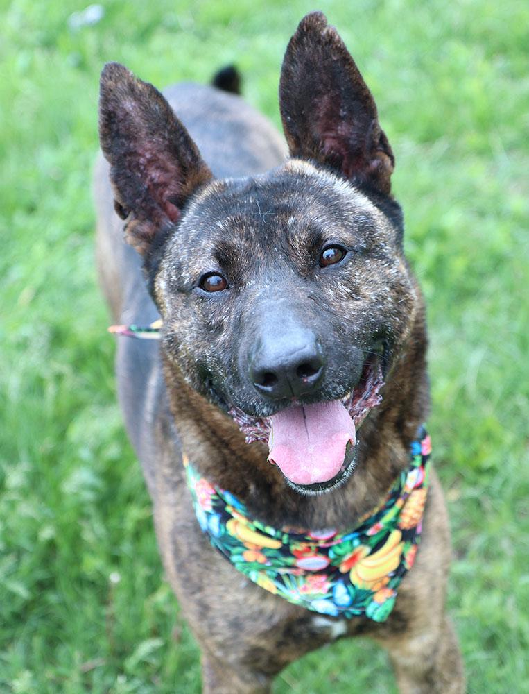 Enlarge Sully (AO34186), a Adoptable mixed breed in Kansas City, KS image 4/6