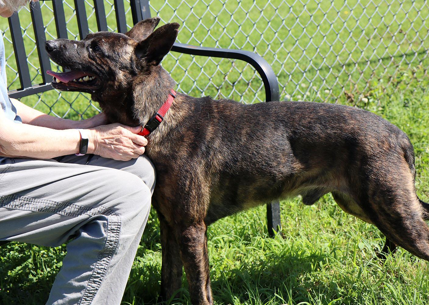 Sully (AO34186), a Adoptable mixed breed in Kansas City, KS image 5/6