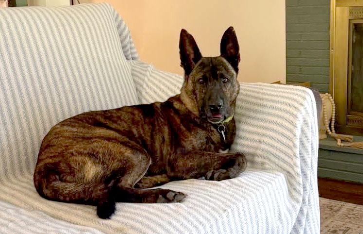 Sully (AO34186), a Adoptable mixed breed in Kansas City, KS image 5/6