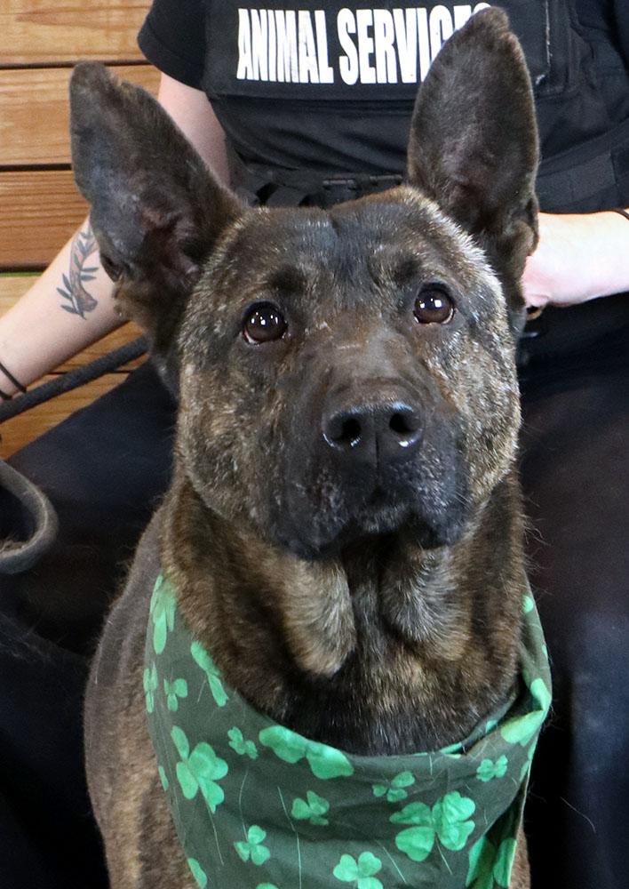 Enlarge Sully (AO34186), a Adoptable mixed breed in Kansas City, KS image 5/6