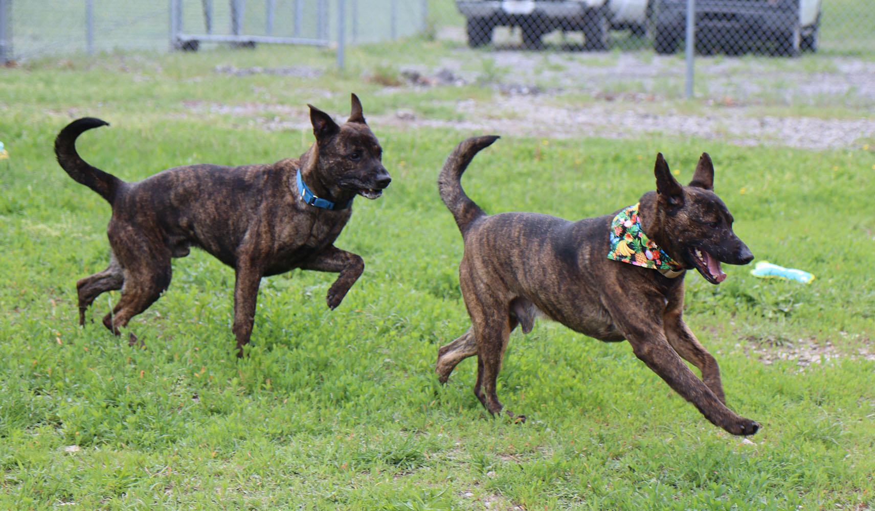 Enlarge Sully (AO34186), a Adoptable mixed breed in Kansas City, KS image 5/6