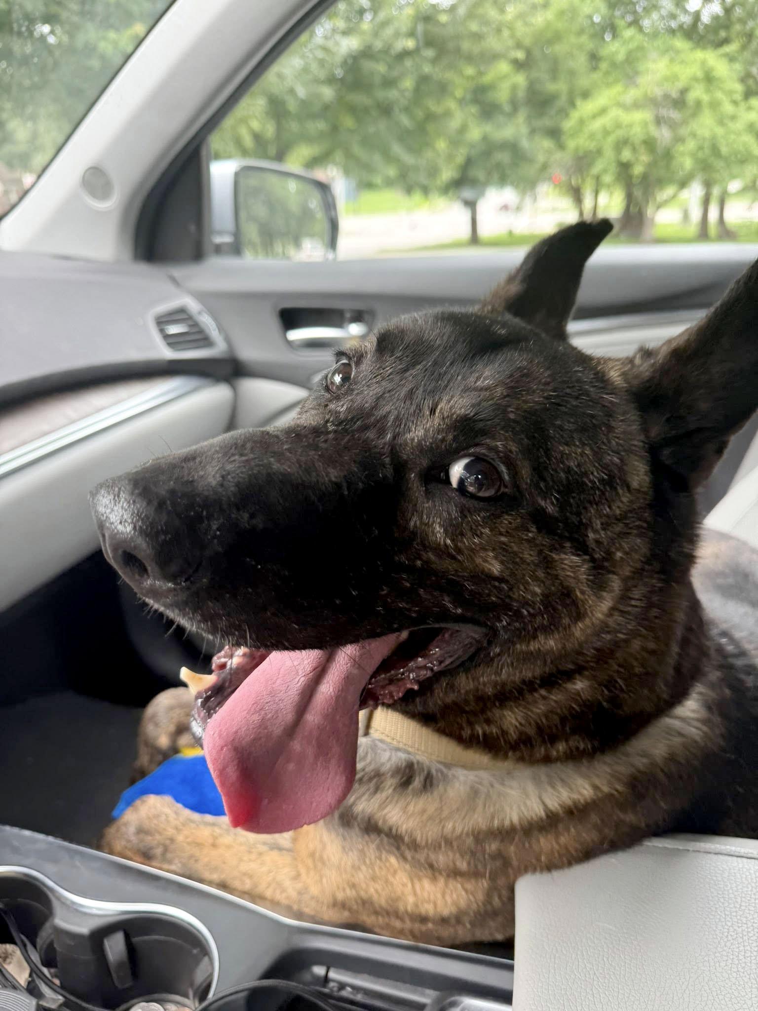 Sully (AO34186), a Adoptable mixed breed in Kansas City, KS image 4/6
