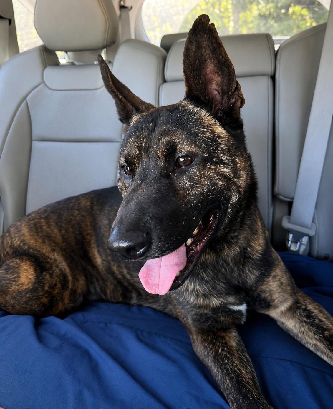 Sully (AO34186), a Adoptable mixed breed in Kansas City, KS image 6/6