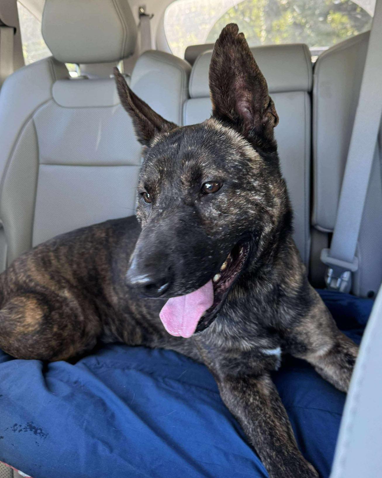 Sully (AO34186), a Adoptable mixed breed in Kansas City, KS image 3/6