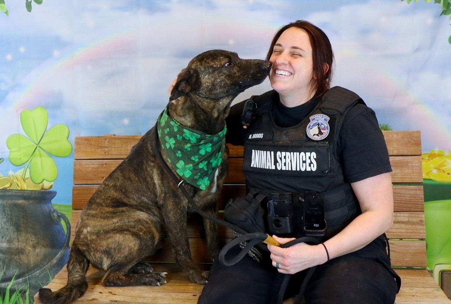 Enlarge Sully (AO34186), a Adoptable mixed breed in Kansas City, KS image 6/6