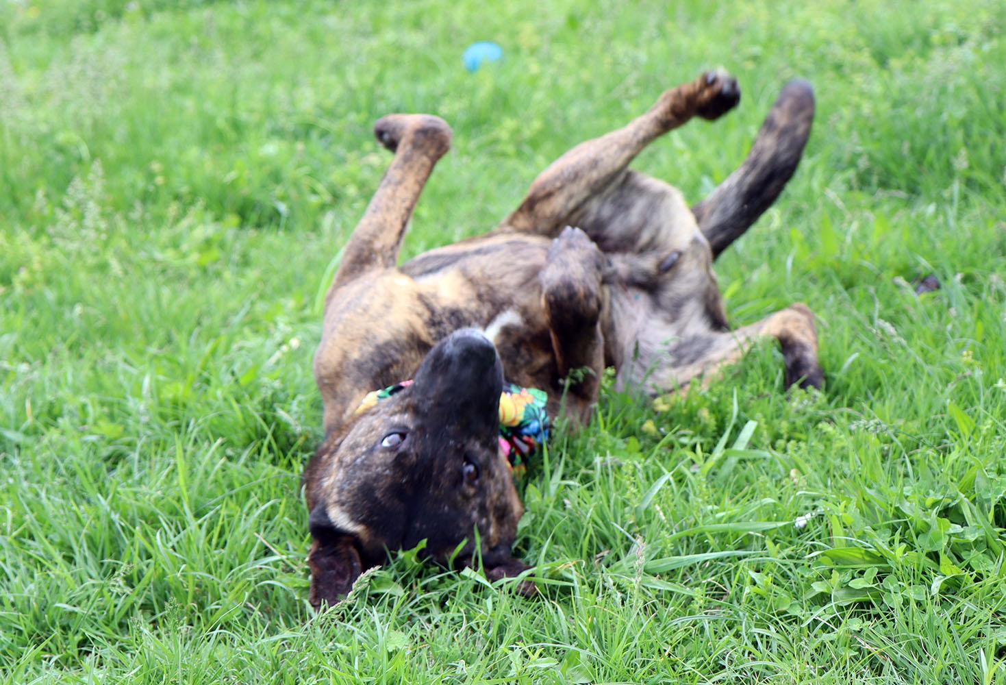 Enlarge Sully (AO34186), a Adoptable mixed breed in Kansas City, KS image 3/6