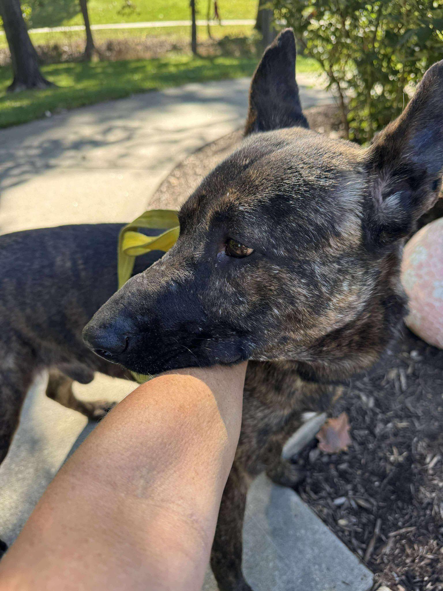 Sully (AO34186), a Adoptable mixed breed in Kansas City, KS image 4/6