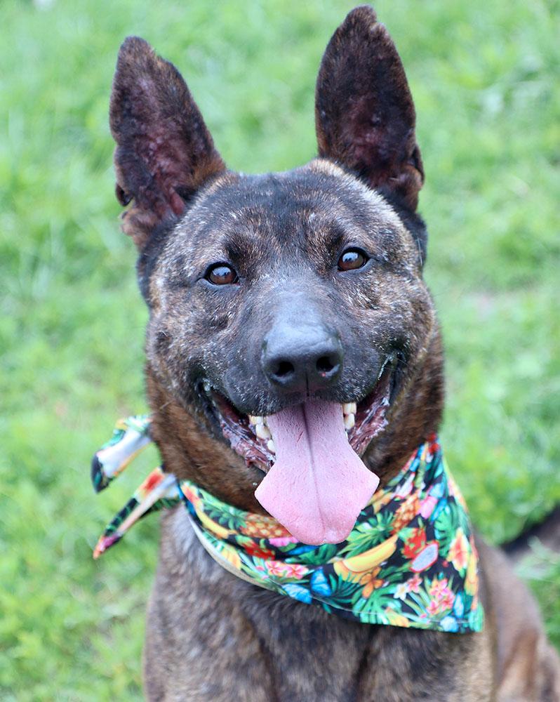 Sully (AO34186), Adoptable, Adult Male German Shepherd Dog & Mixed Breed.