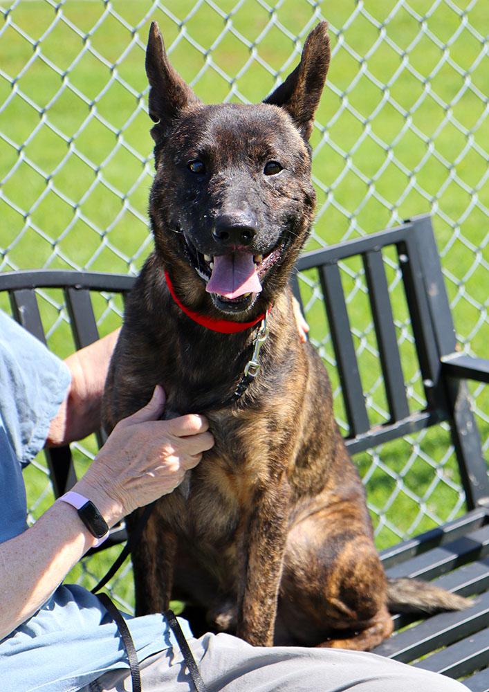 Sully (AO34186), a Adoptable mixed breed in Kansas City, KS image 6/6