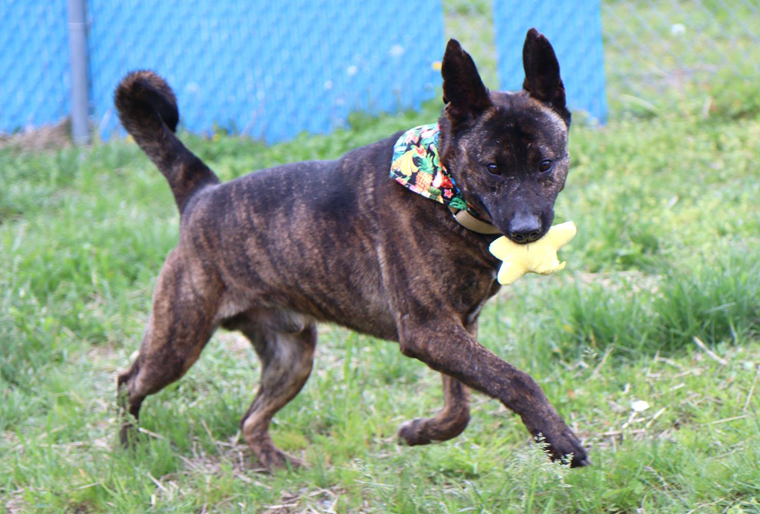 Enlarge Sully (AO34186), a Adoptable mixed breed in Kansas City, KS image 2/6