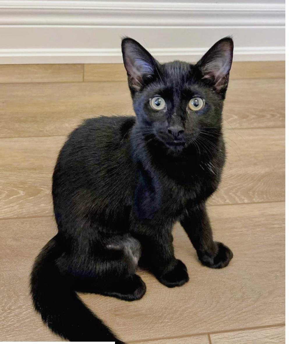 Enlarge TANELLE, a Adoptable Domestic Short Hair in Delhi, ON image 1/2