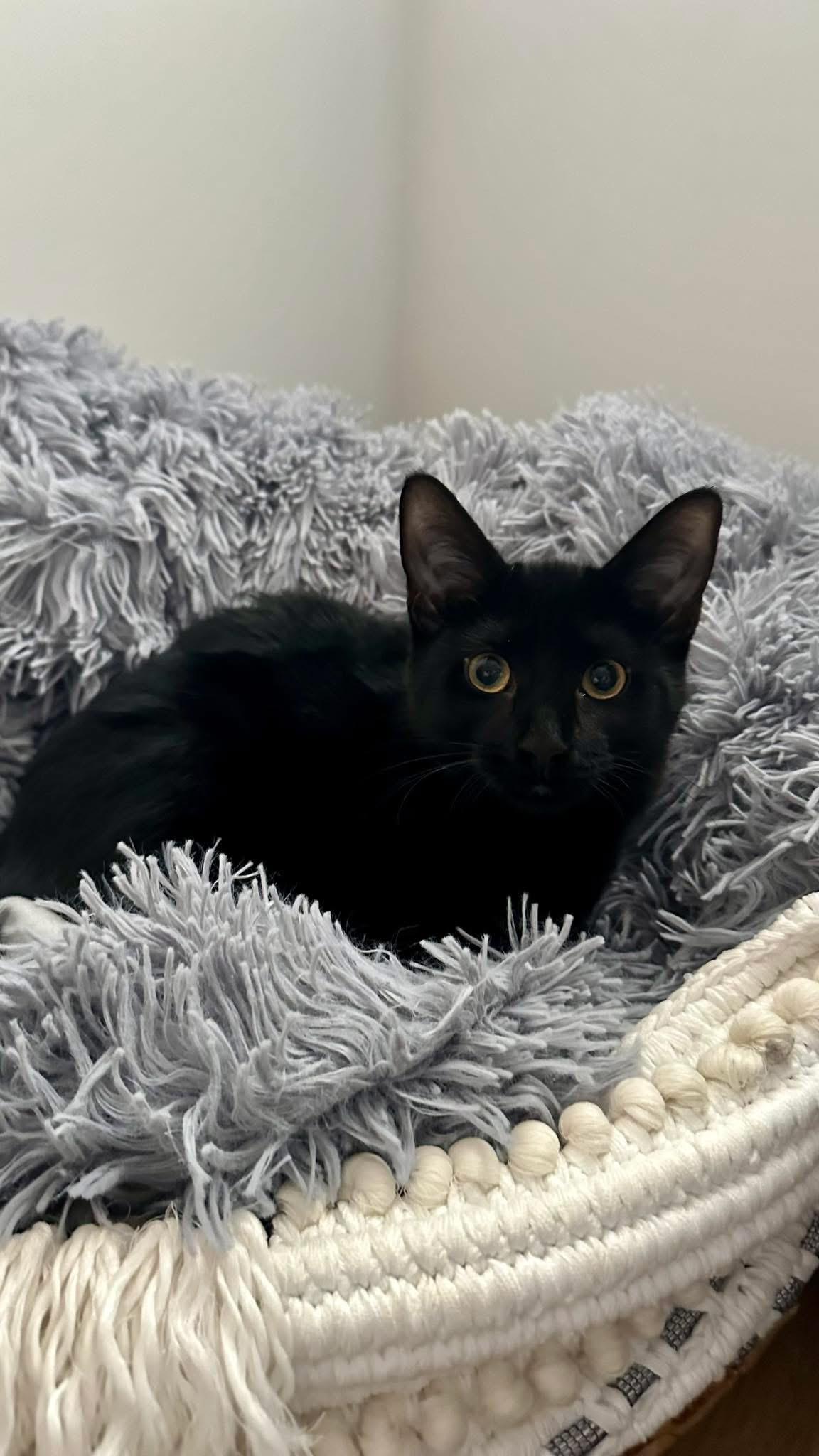 Enlarge TANELLE, a Adoptable Domestic Short Hair in Delhi, ON image 2/2