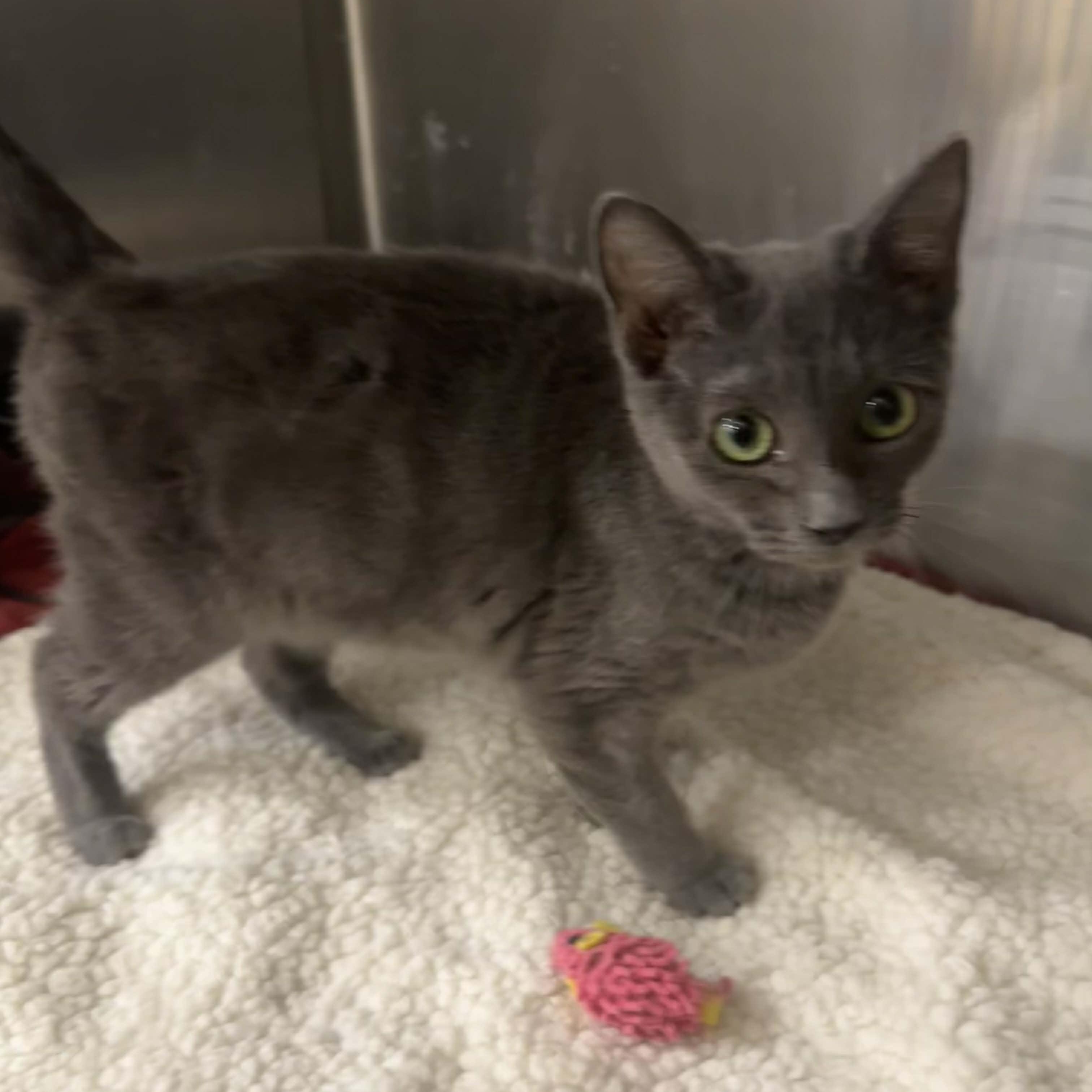 Enlarge Aleya, an adopted mixed breed in Antioch, CA image 2/3