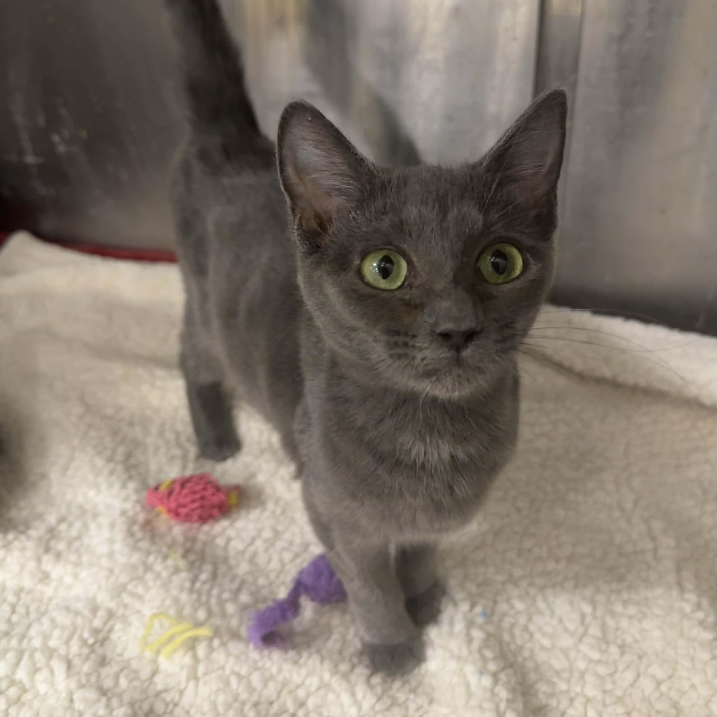 Enlarge Aleya, an adopted mixed breed in Antioch, CA image 3/3