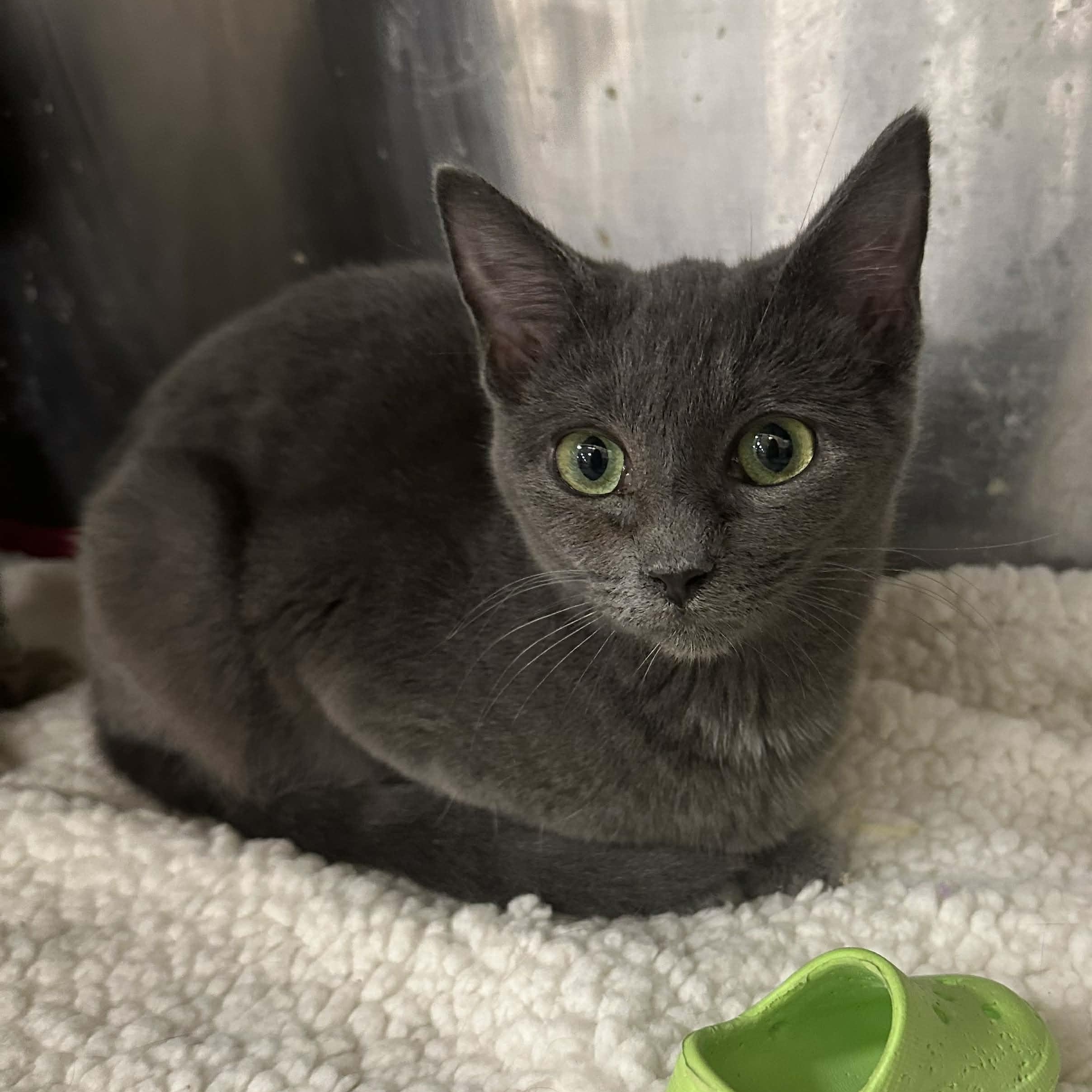 Enlarge Aleya, an adopted mixed breed in Antioch, CA image 1/3