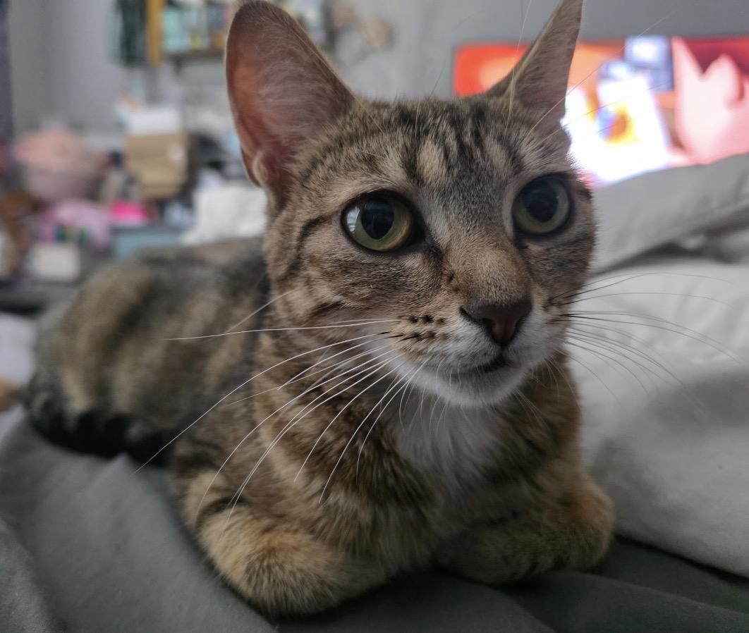 Enlarge Maggie, an adoptable Domestic Short Hair in Maineville, OH image 2/2