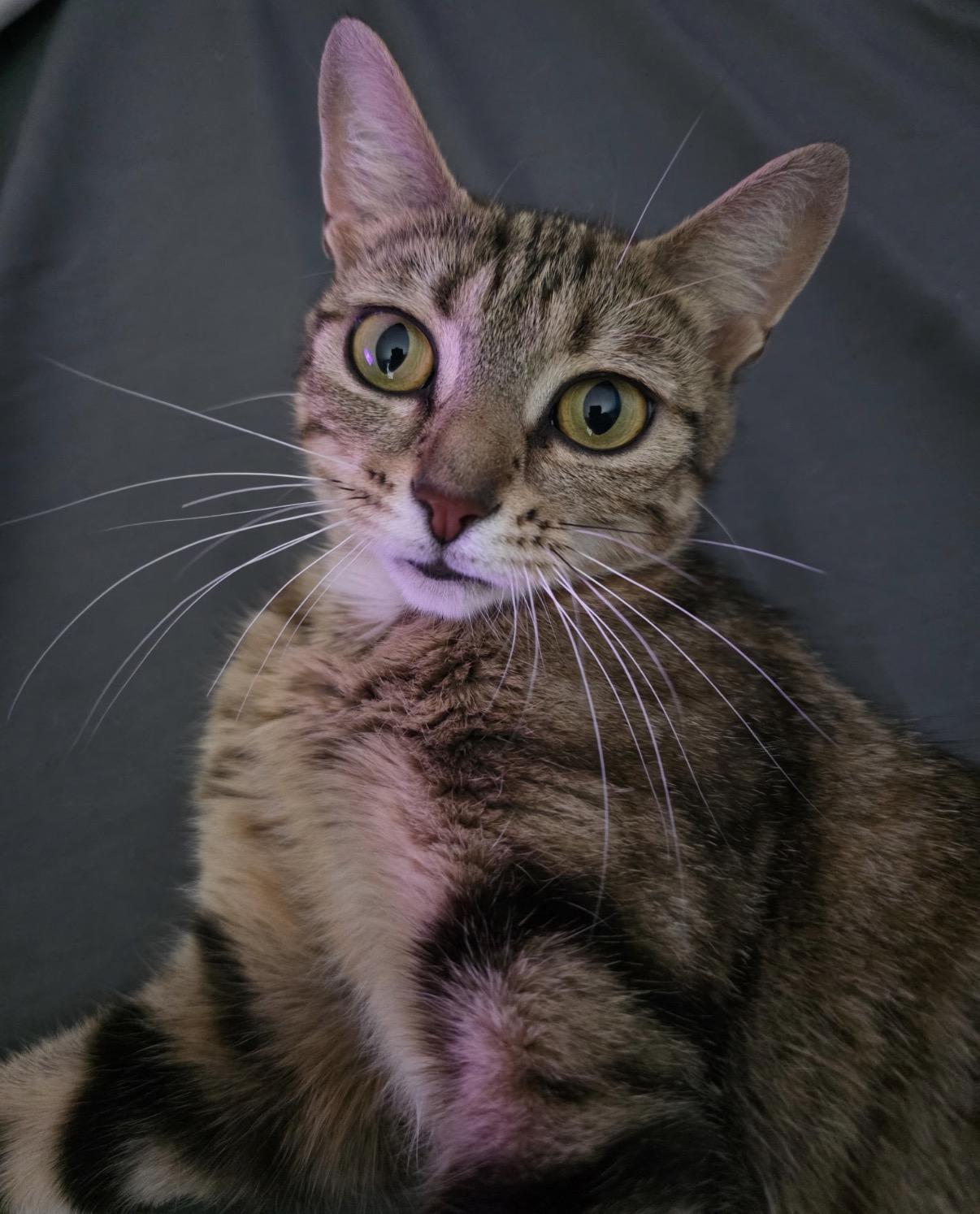 Maggie, adoptable, Young Female Domestic Short Hair.