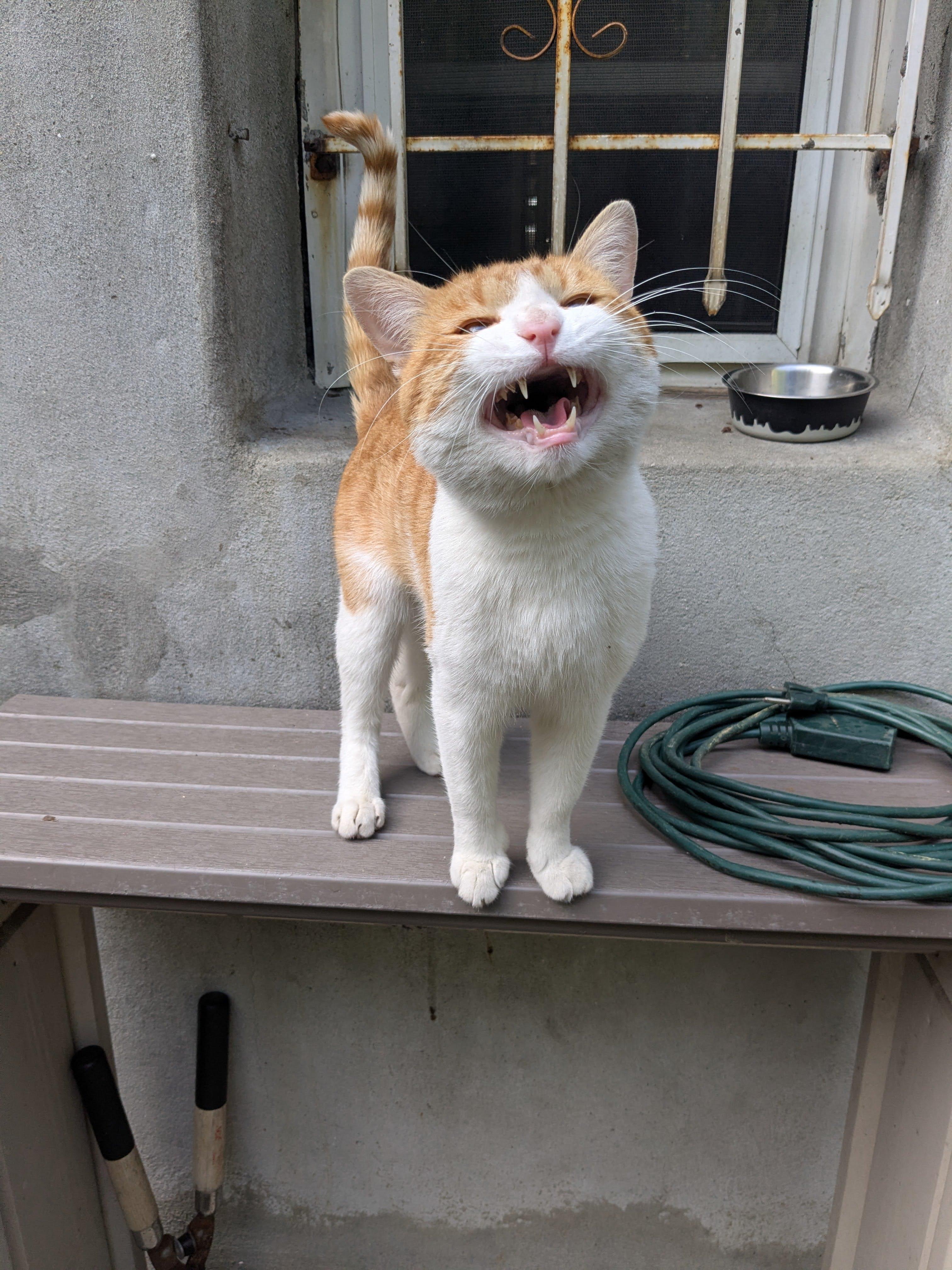 Fynn, a ADOPTABLE American Shorthair in Brooklyn, NY image 2/6