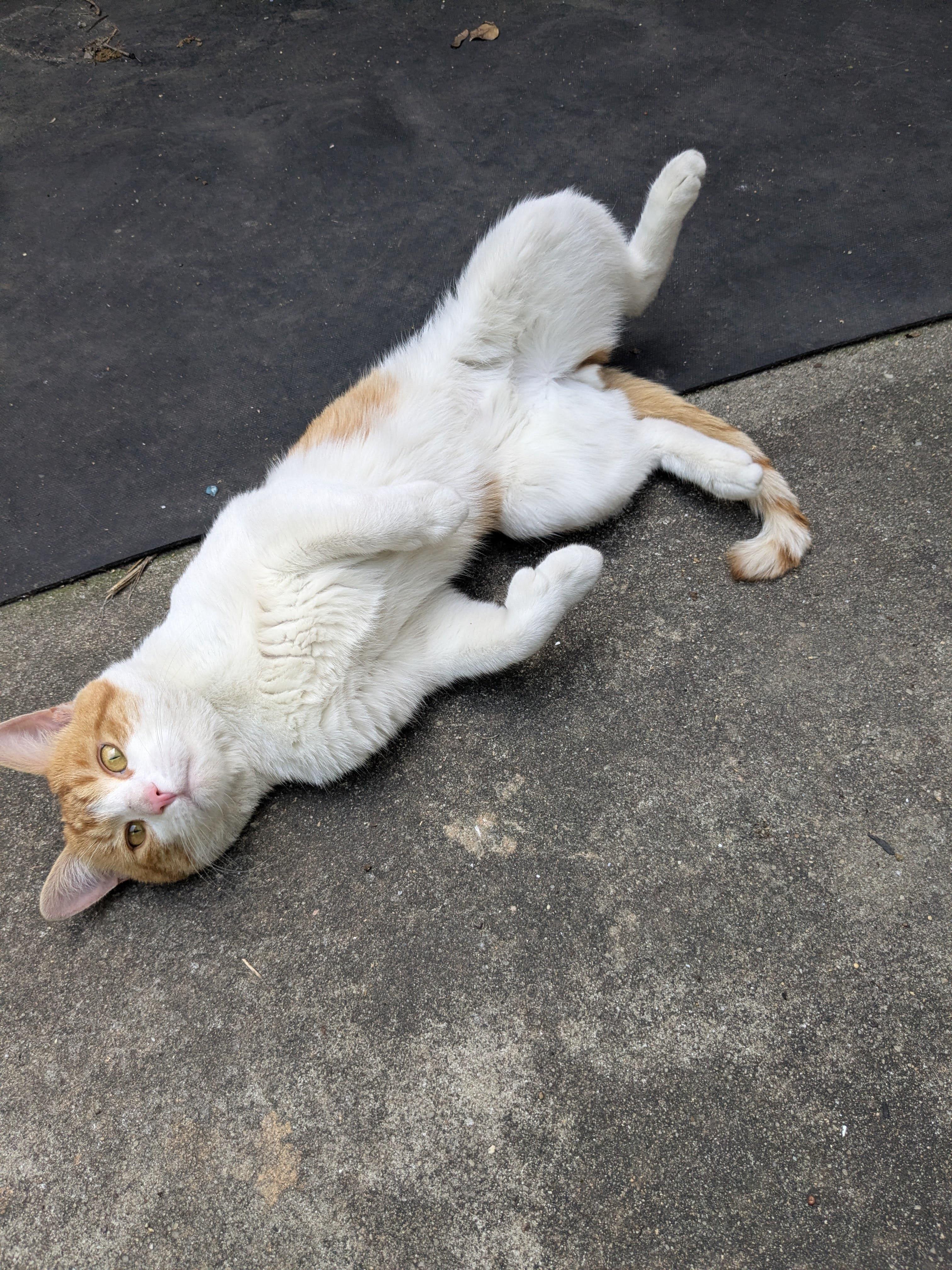 Fynn, a ADOPTABLE American Shorthair in Brooklyn, NY image 5/6