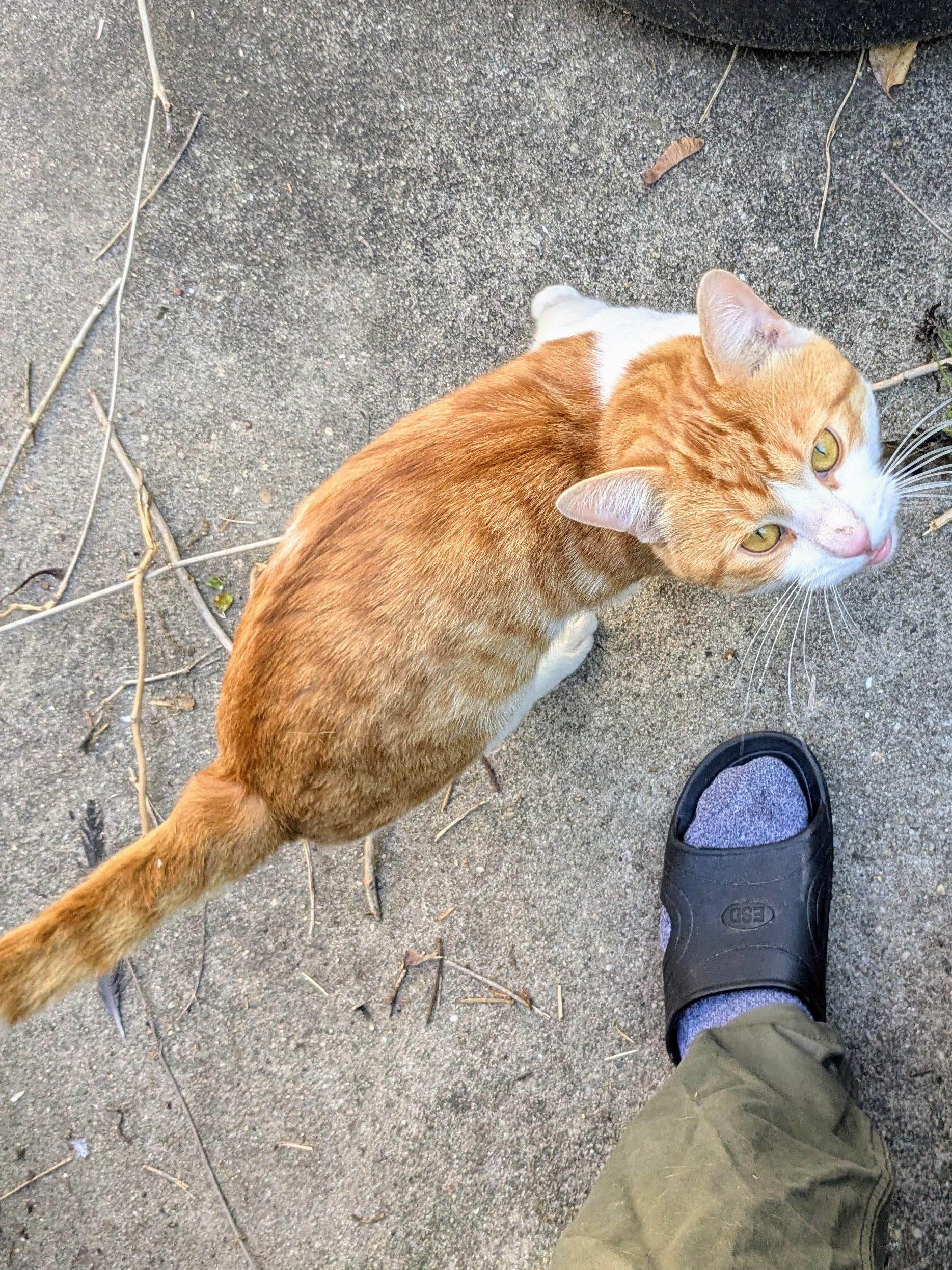 Fynn, a ADOPTABLE American Shorthair in Brooklyn, NY image 6/6