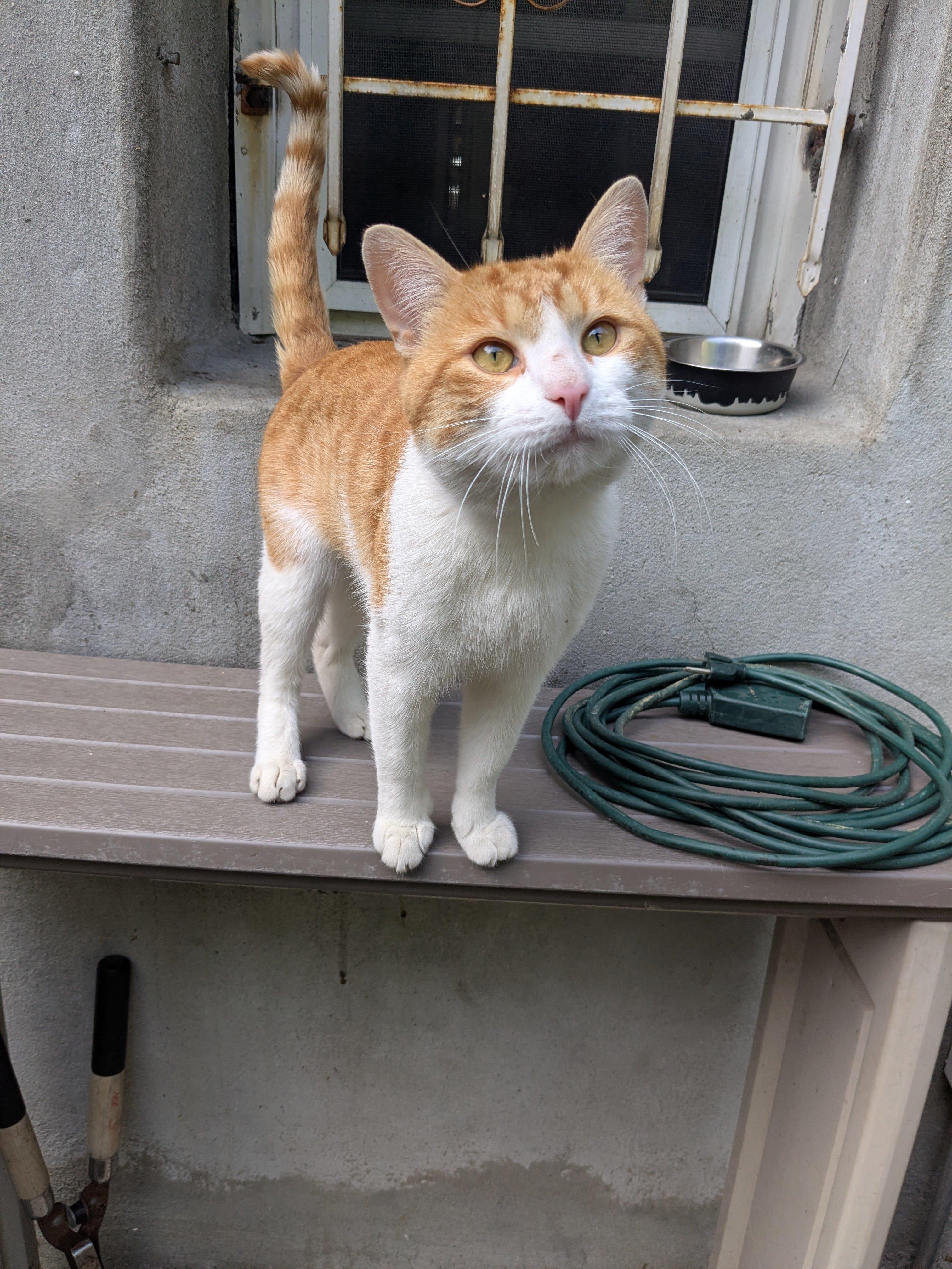 Fynn, ADOPTABLE, Adult Male American Shorthair.