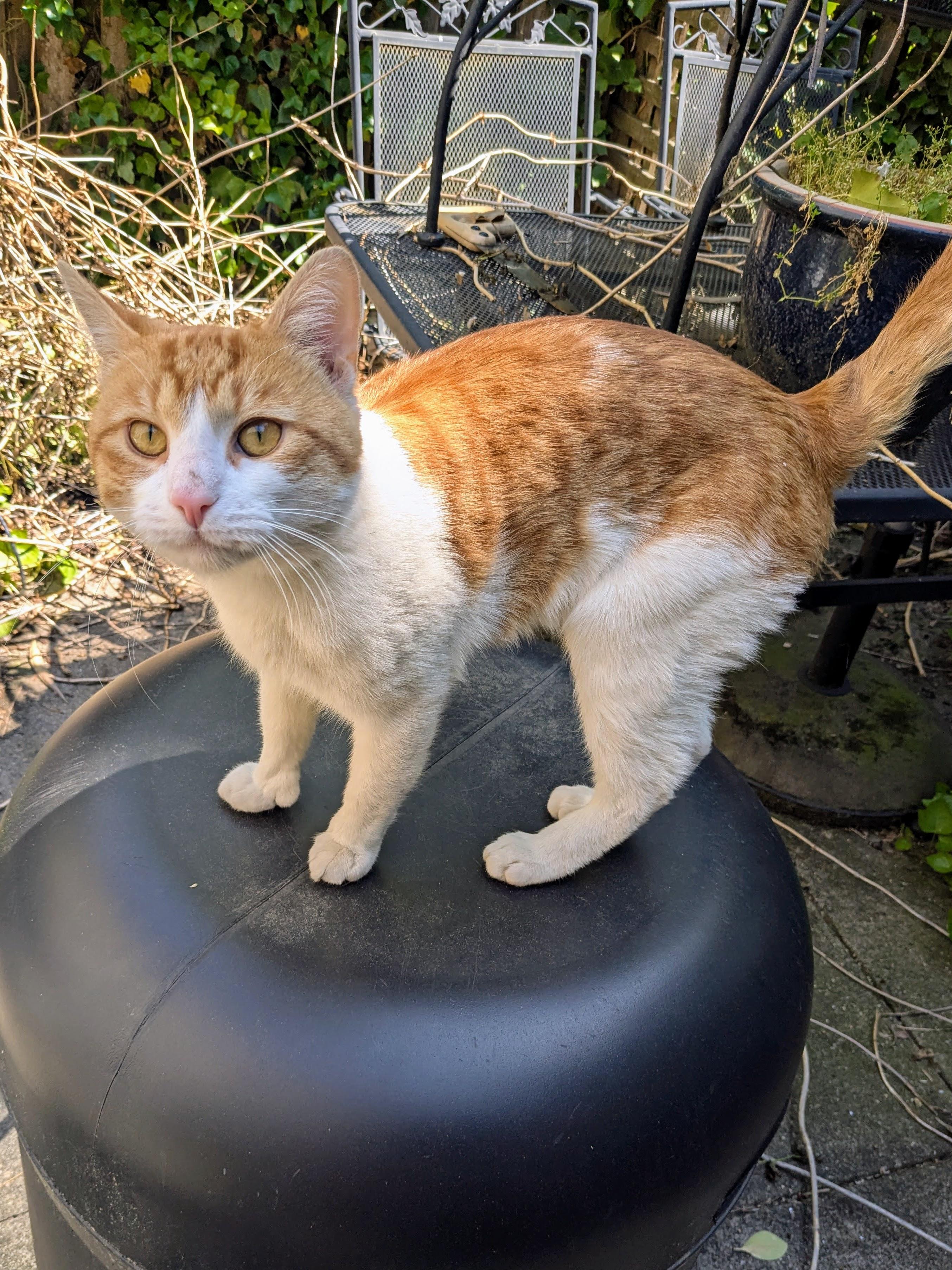Fynn, a ADOPTABLE American Shorthair in Brooklyn, NY image 4/6