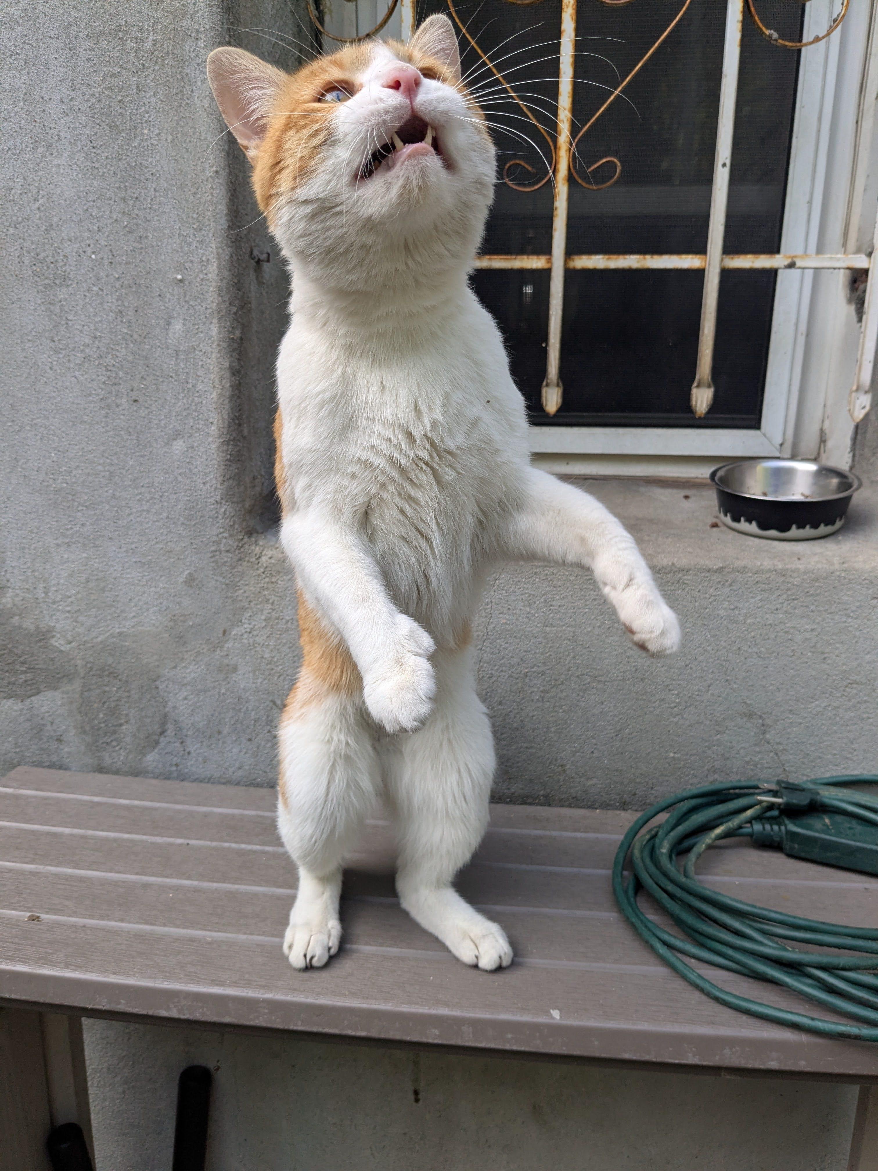 Fynn, a ADOPTABLE American Shorthair in Brooklyn, NY image 3/6