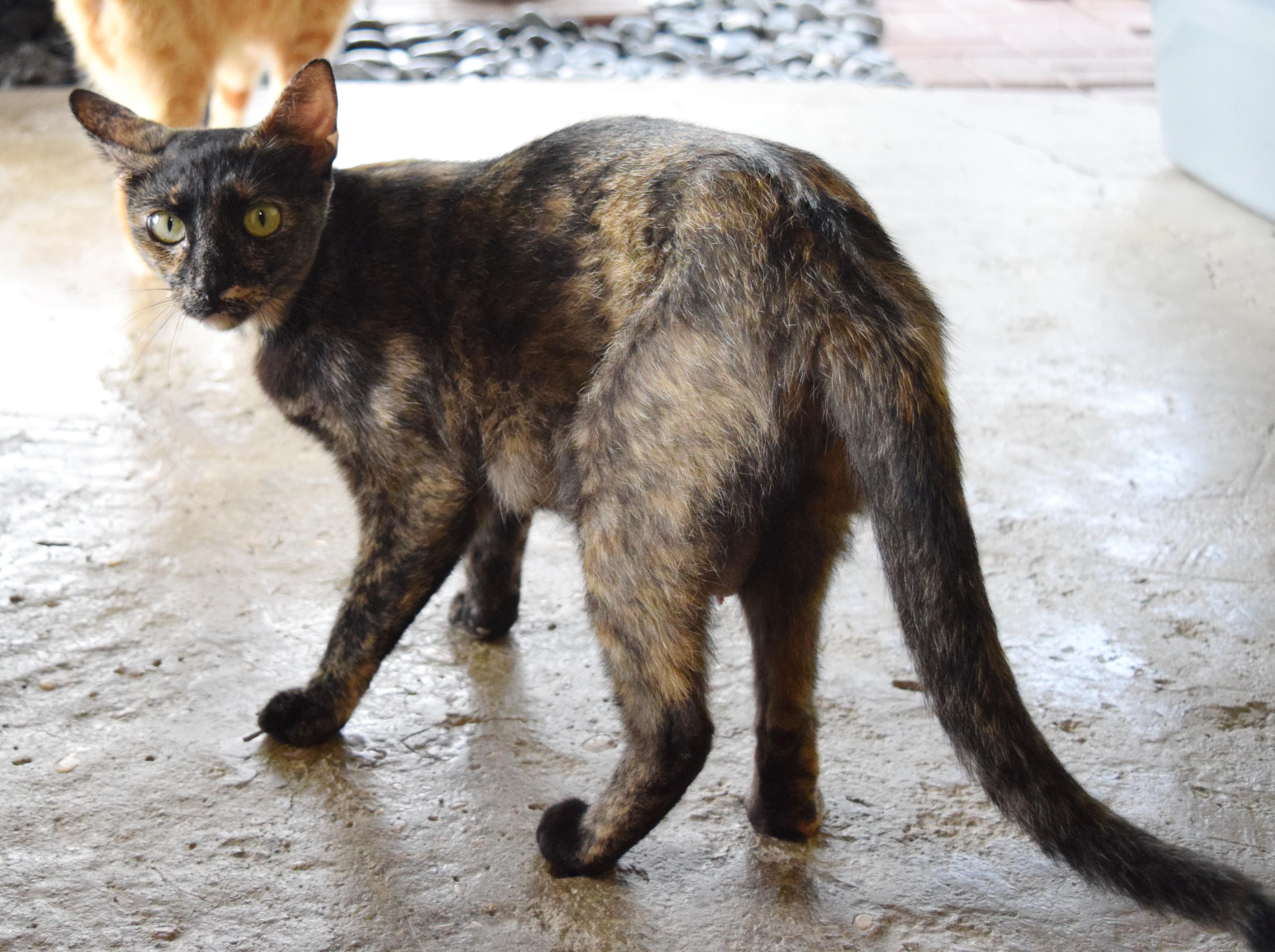 Nellie, a ADOPTABLE mixed breed in Bulverde, TX image 4/5