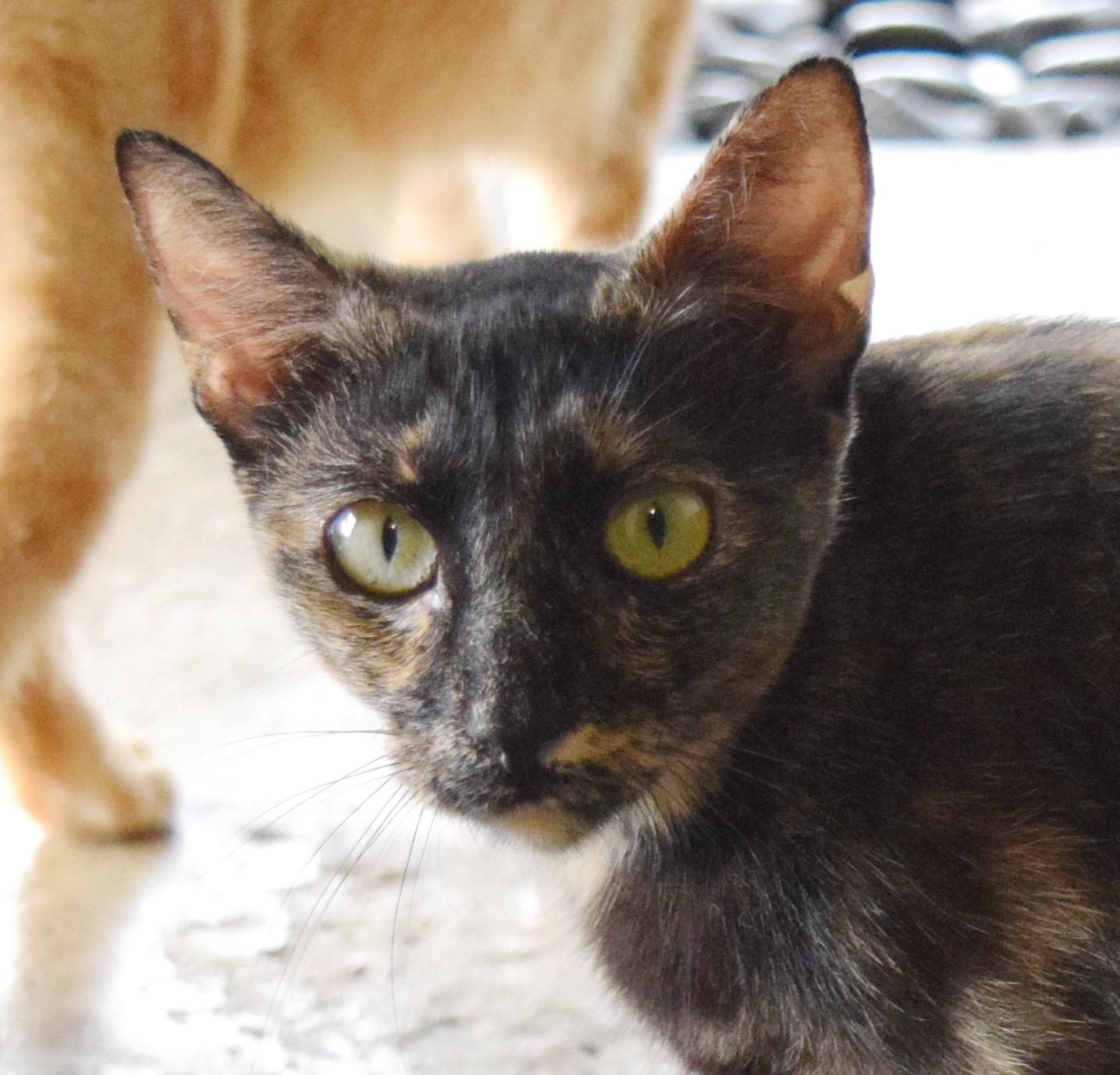 Nellie, a ADOPTABLE mixed breed in Bulverde, TX image 1/5