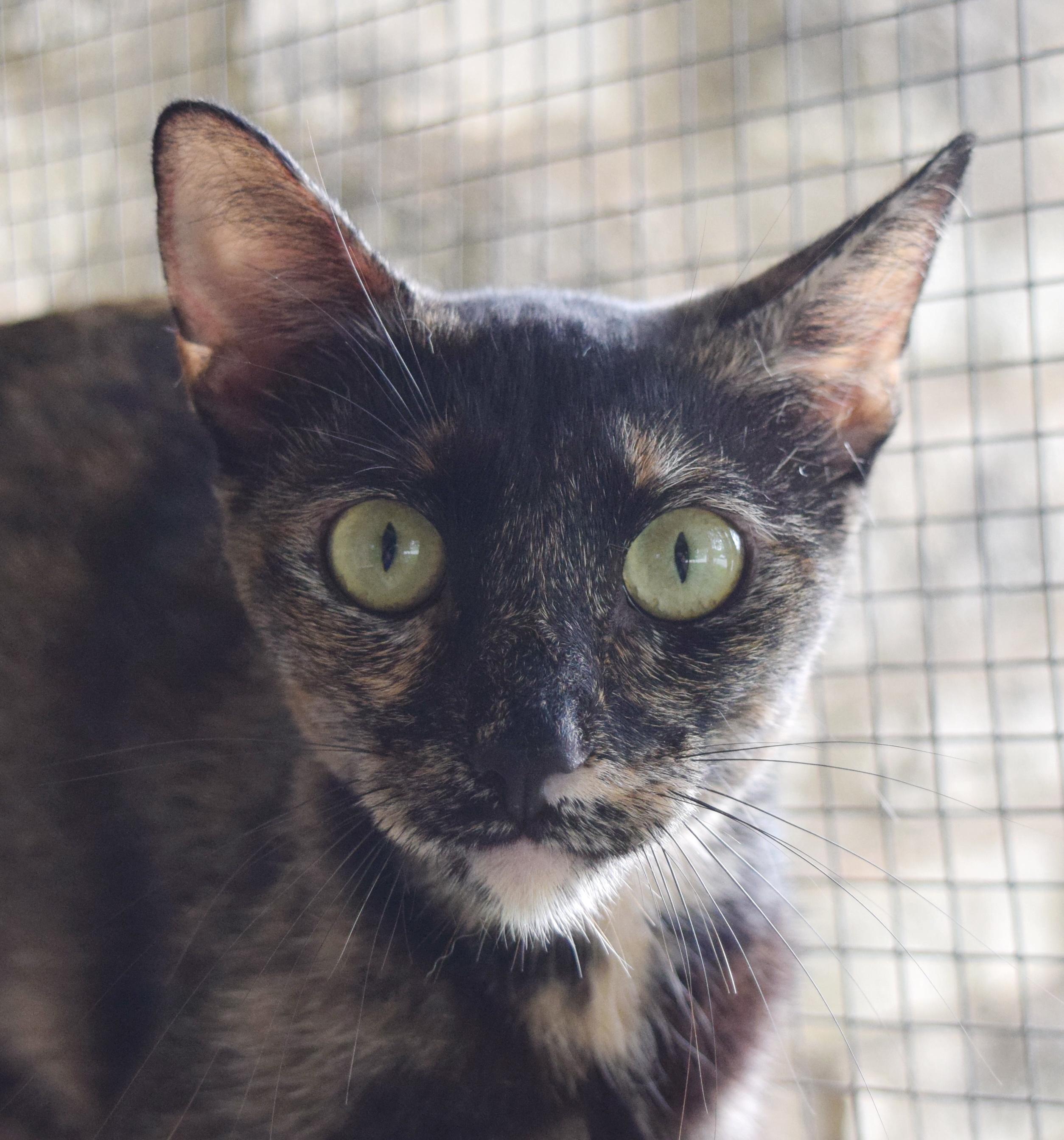 Nellie, a ADOPTABLE mixed breed in Bulverde, TX image 5/5