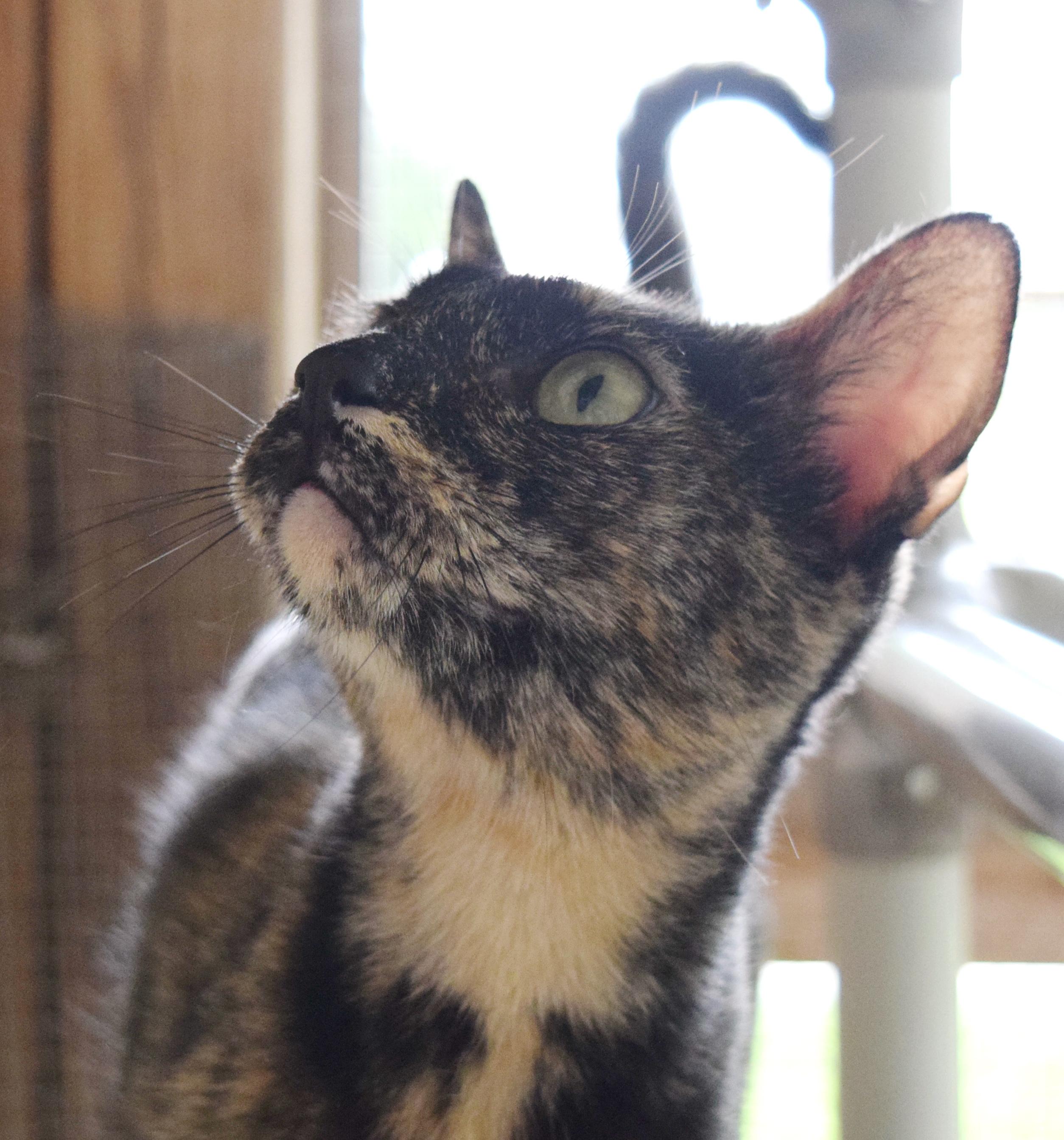 Nellie, a ADOPTABLE mixed breed in Bulverde, TX image 3/5