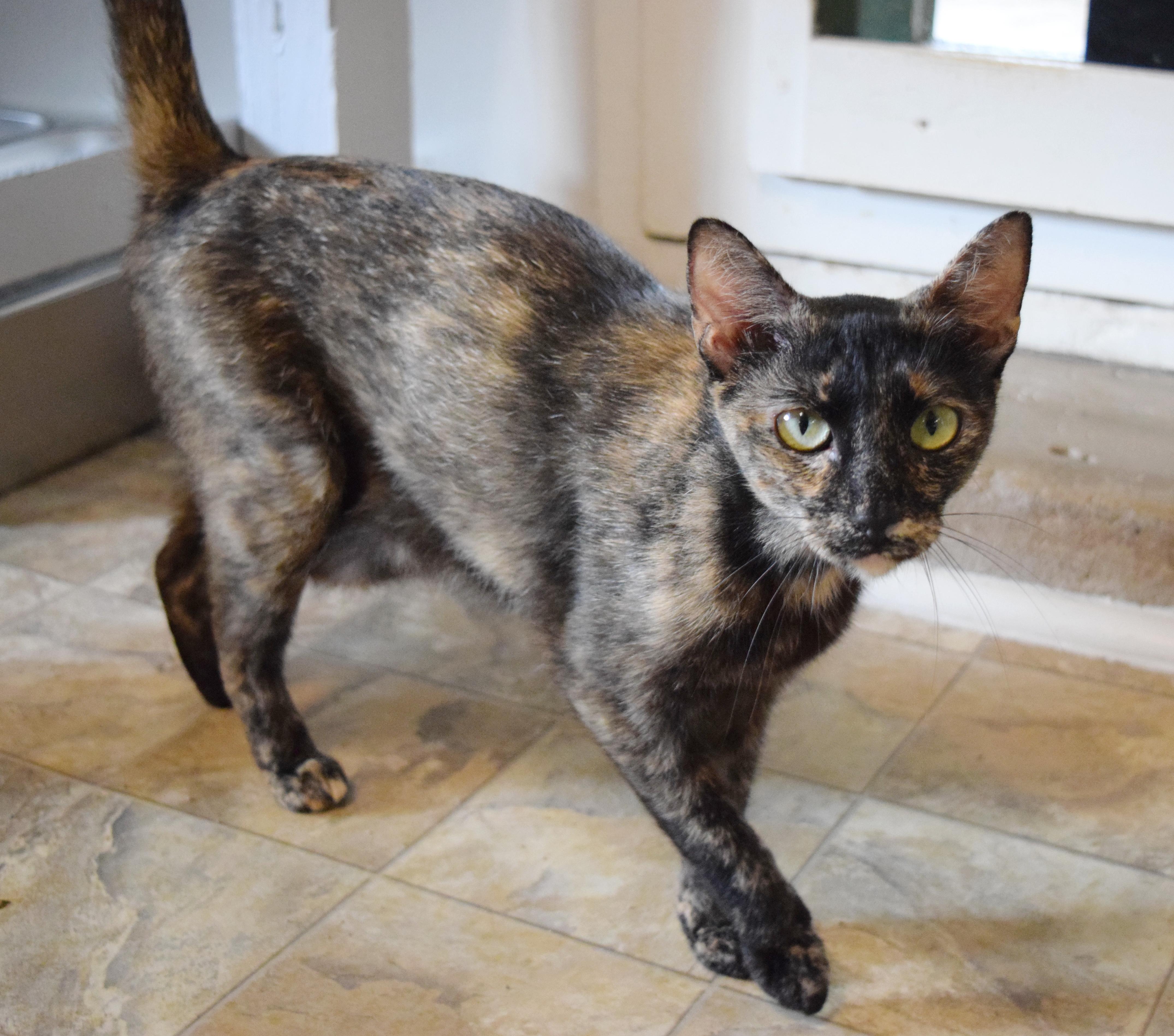 Nellie, a ADOPTABLE mixed breed in Bulverde, TX image 2/5