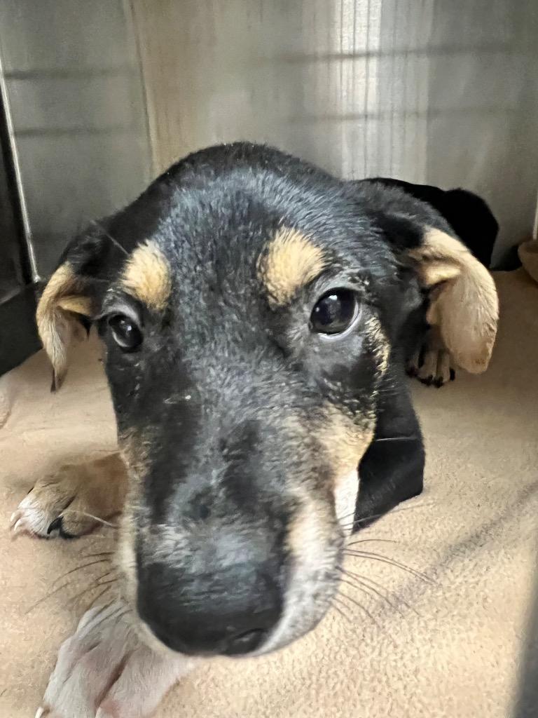 MADAME BEANSFORDAYS, Adoptable, Young Female Mixed Breed.