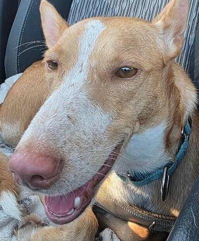 Marley, ADOPTABLE, Young Male Carolina Dog.