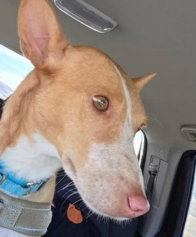 Marley, a ADOPTABLE mixed breed in Santa Clara, CA image 2/3