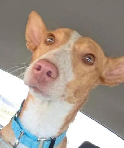 Marley, a ADOPTABLE mixed breed in Santa Clara, CA image 3/3