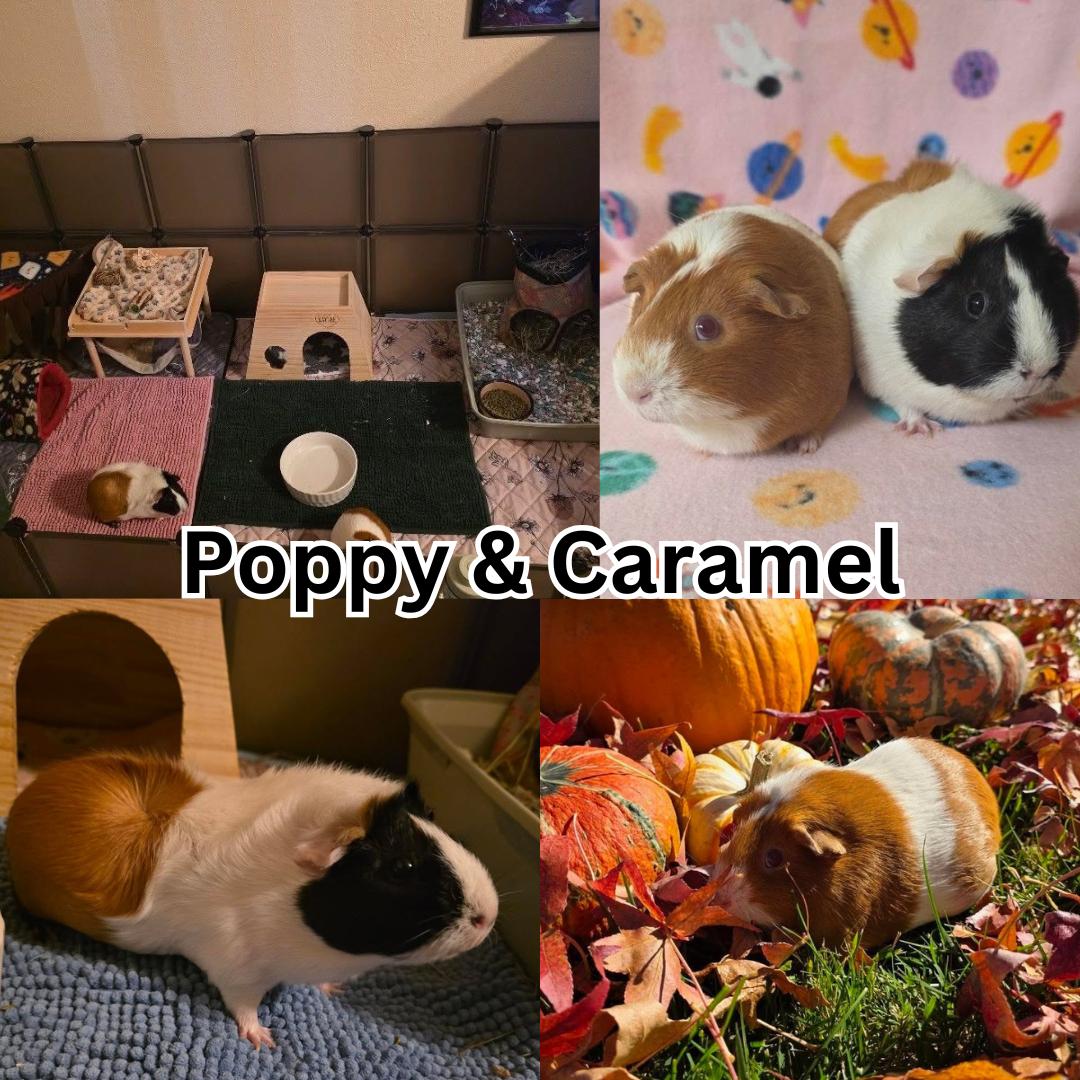 Enlarge Poppy & Caramel (Set up included) , a ADOPTABLE Guinea Pig in Modesto, CA image 1/1