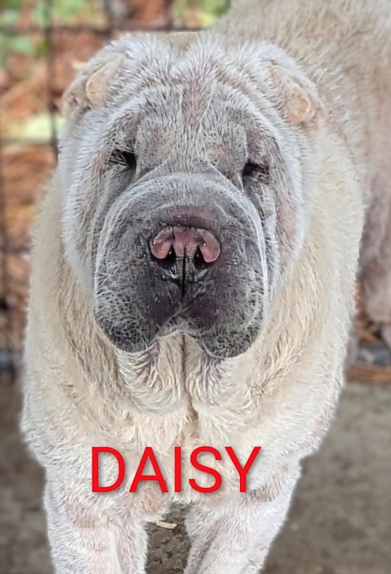 Daisy, ADOPTABLE, Adult Female Shar-Pei.