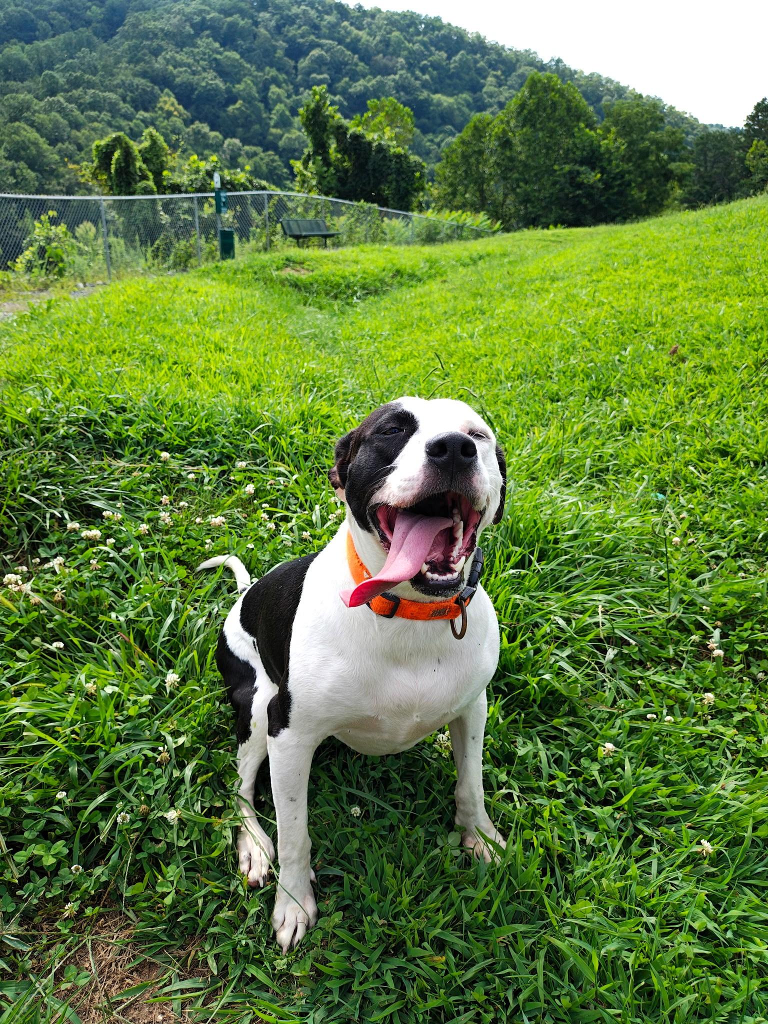 Enlarge Cookie (Courtesy Post), a hold mixed breed in Sylva, NC image 1/4