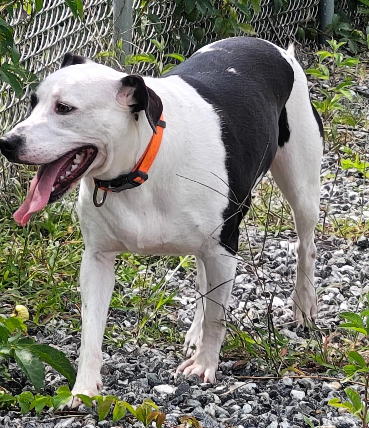 Enlarge Cookie (Courtesy Post), a hold mixed breed in Sylva, NC image 2/4