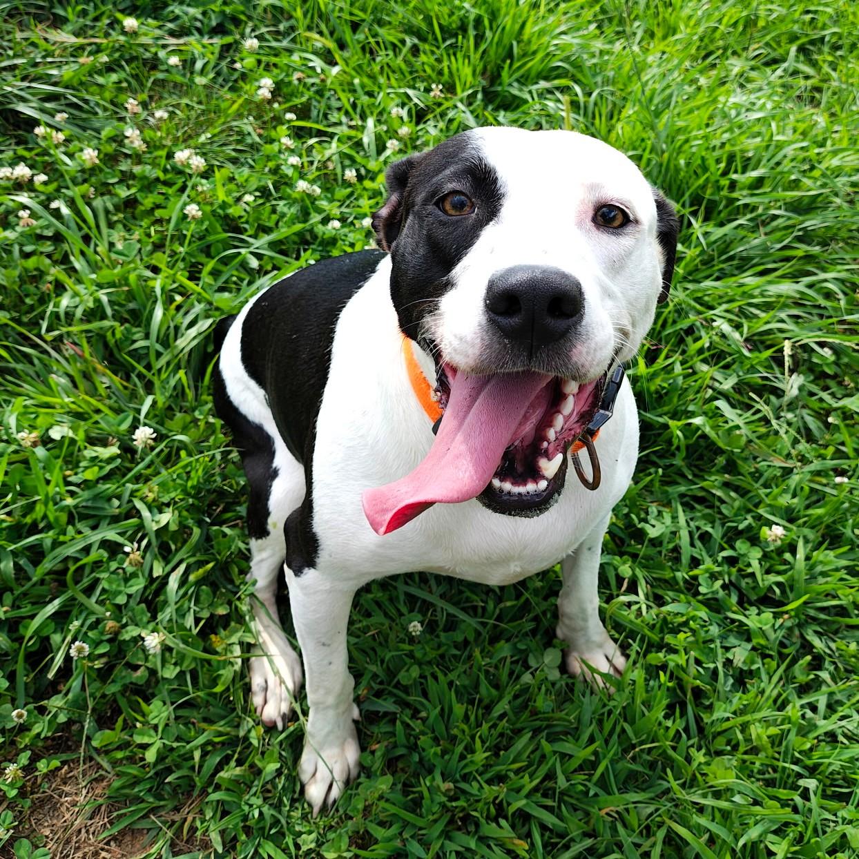 Enlarge Cookie (Courtesy Post), a hold mixed breed in Sylva, NC image 3/4